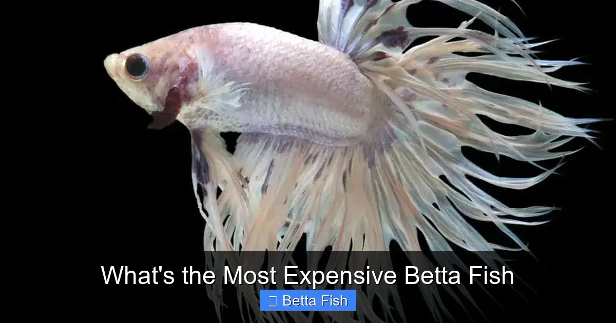 What's the Most Expensive Betta Fish
