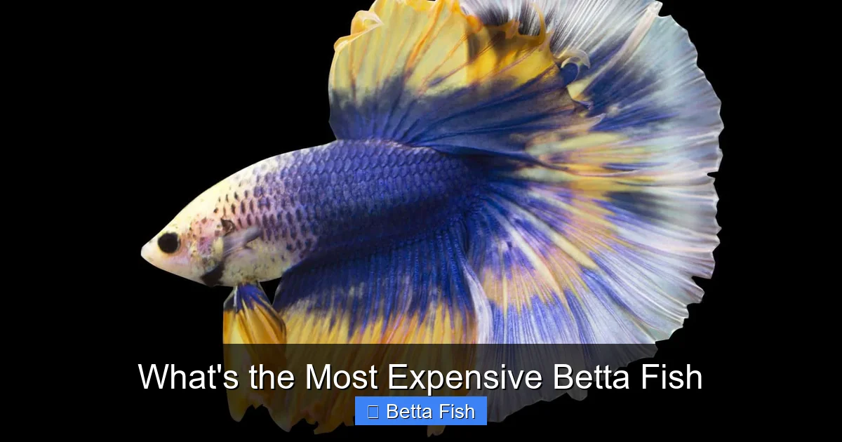 What's the Most Expensive Betta Fish