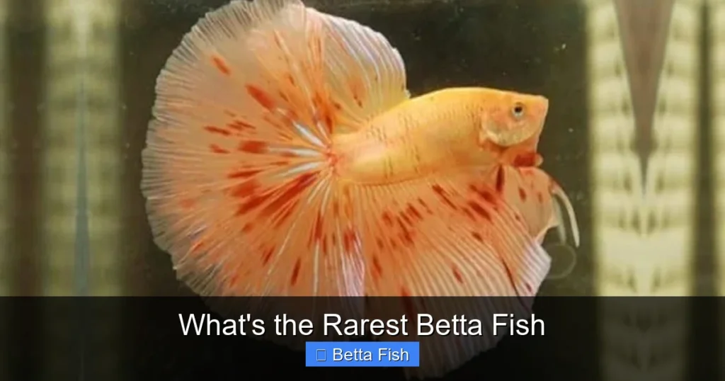 What's the Rarest Betta Fish