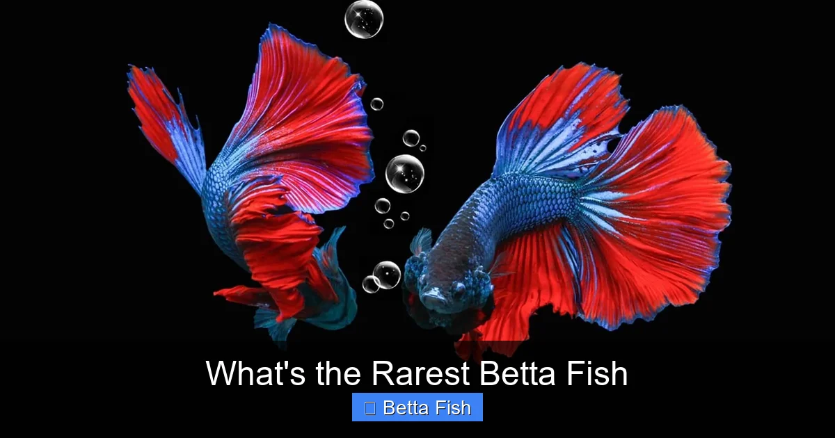 What's the Rarest Betta Fish