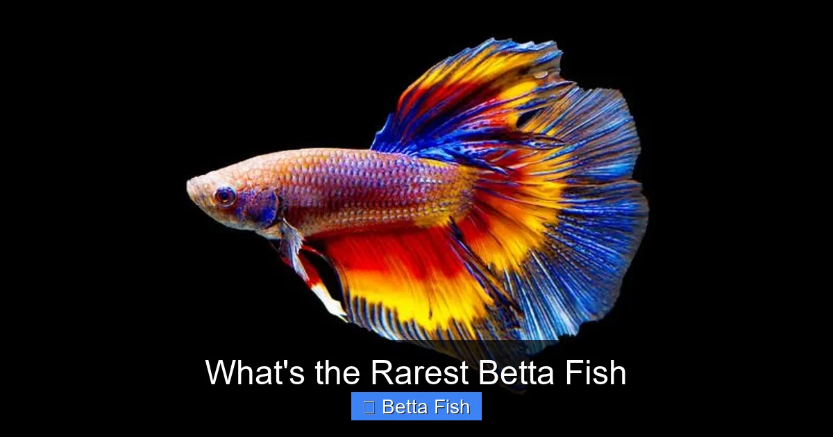 What's the Rarest Betta Fish