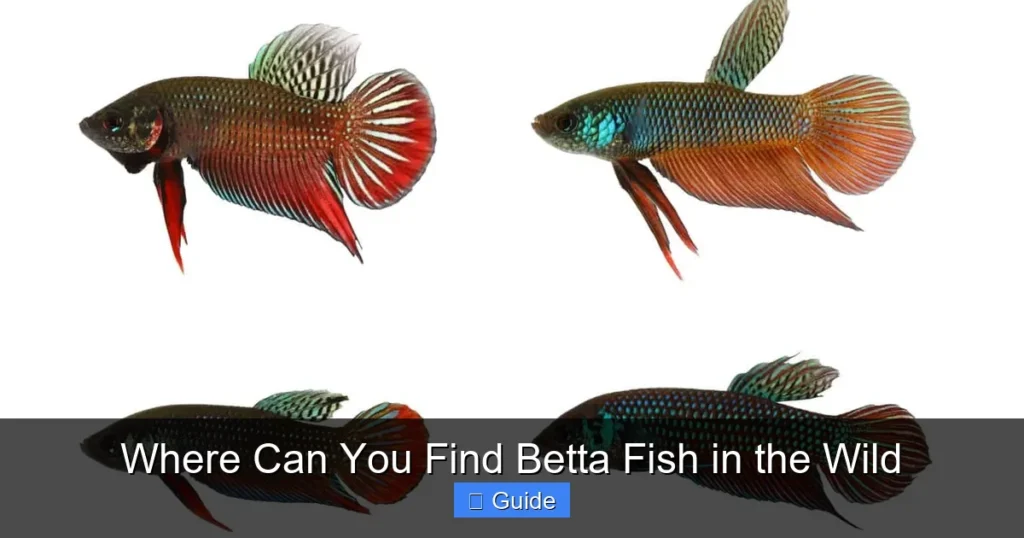Where Can You Find Betta Fish in the Wild