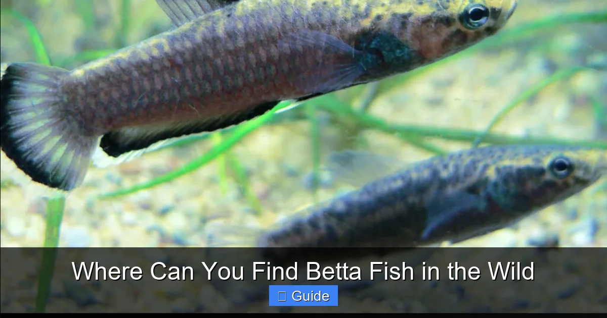 Where Can You Find Betta Fish in the Wild