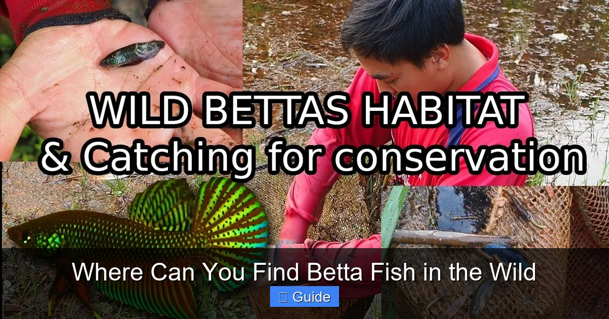 Where Can You Find Betta Fish in the Wild