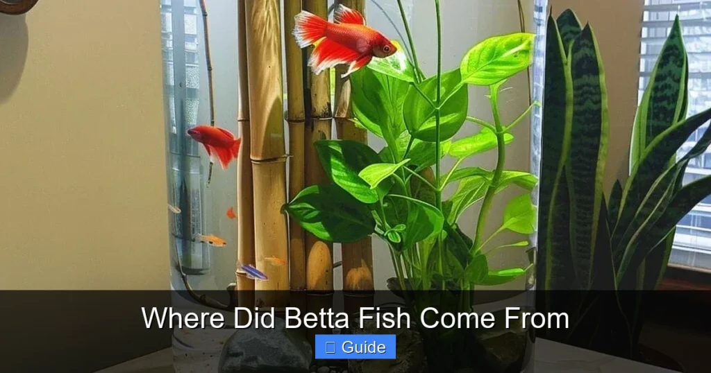 Where Did Betta Fish Come From