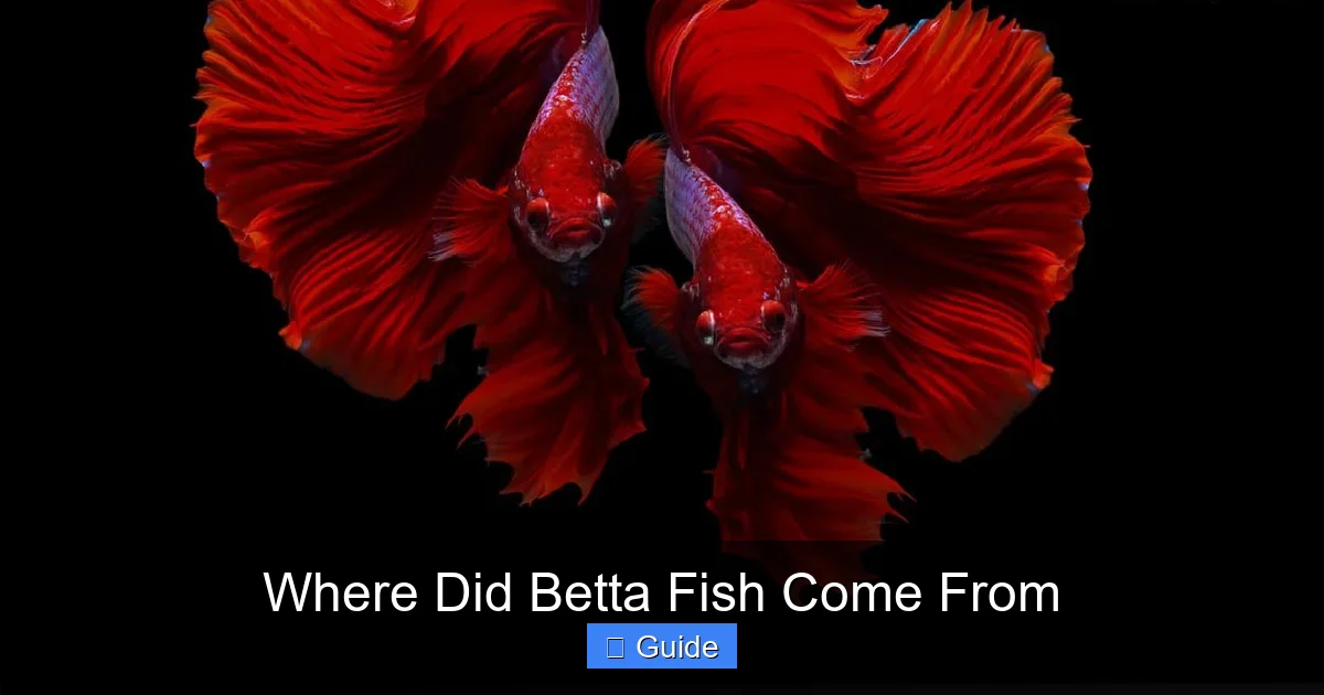 Where Did Betta Fish Come From