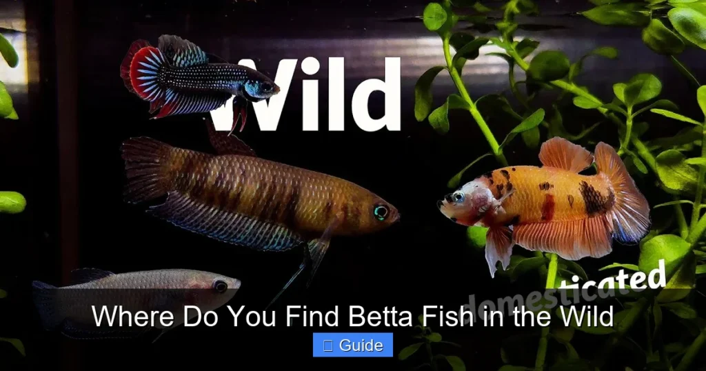 Where Do You Find Betta Fish in the Wild