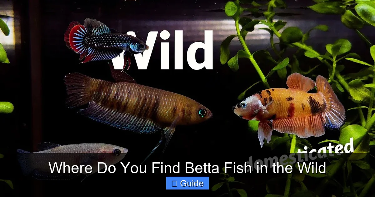 Where Do You Find Betta Fish in the Wild