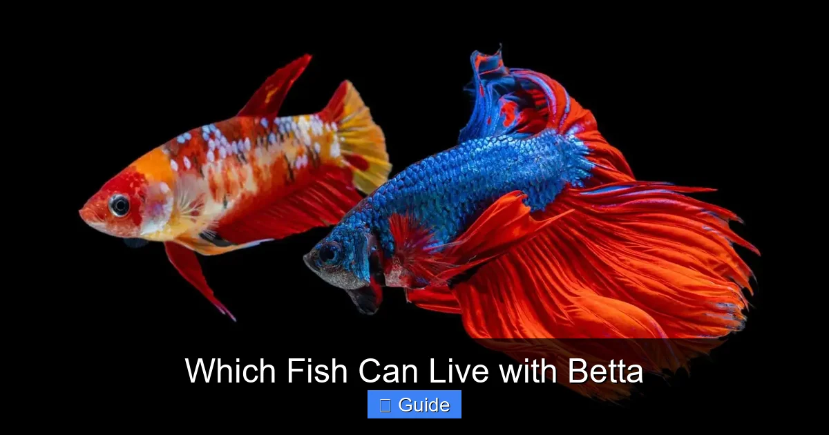 Which Fish Can Live with Betta