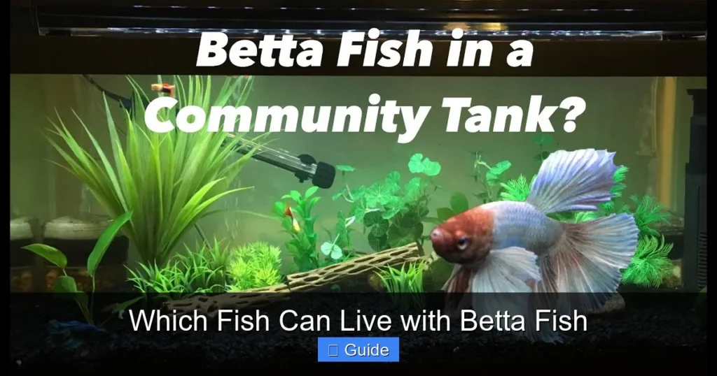 Which Fish Can Live with Betta Fish