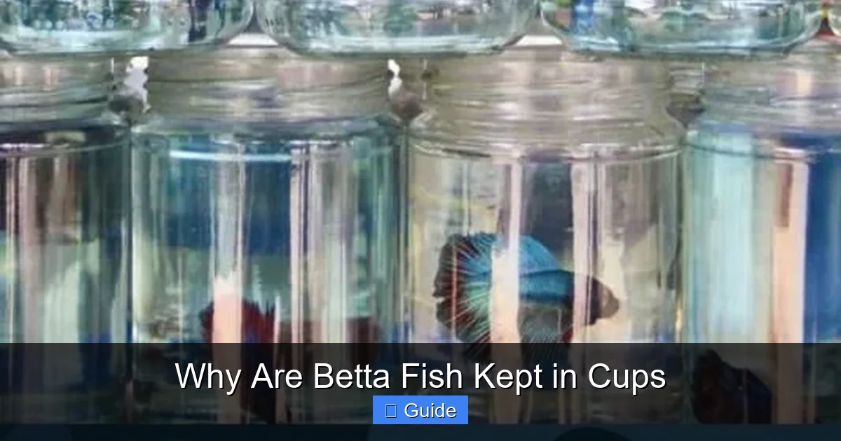 Why Are Betta Fish Kept in Cups