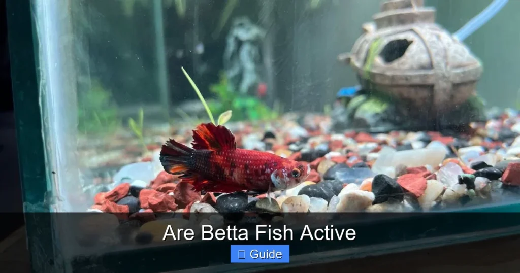 Are Betta Fish Active