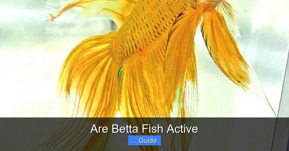Are Betta Fish Active