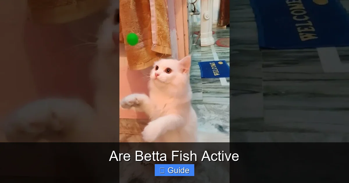 Are Betta Fish Active