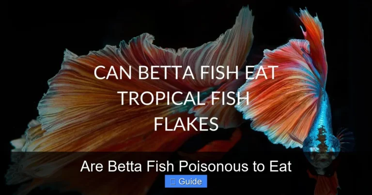 Are Betta Fish Poisonous to Eat
