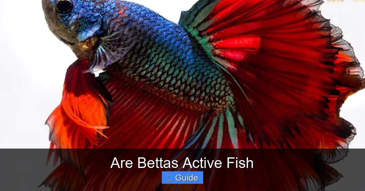Are Bettas Active Fish