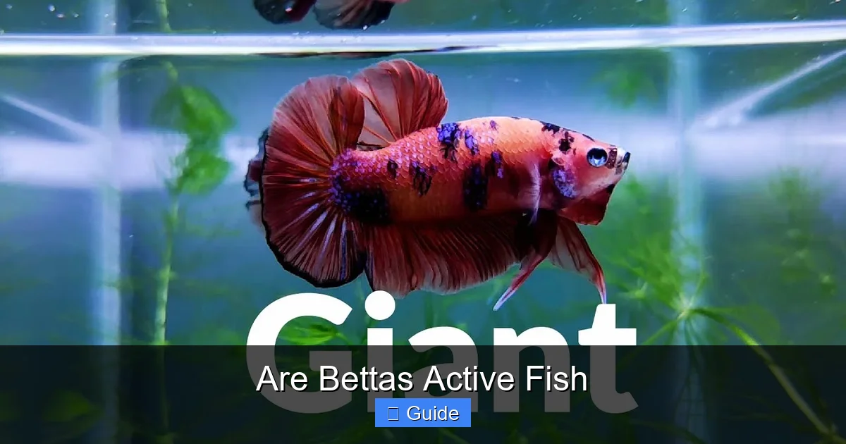 Are Bettas Active Fish
