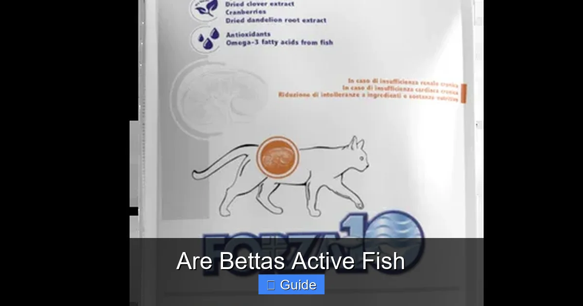 Are Bettas Active Fish