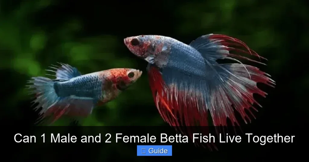 Can 1 Male and 2 Female Betta Fish Live Together