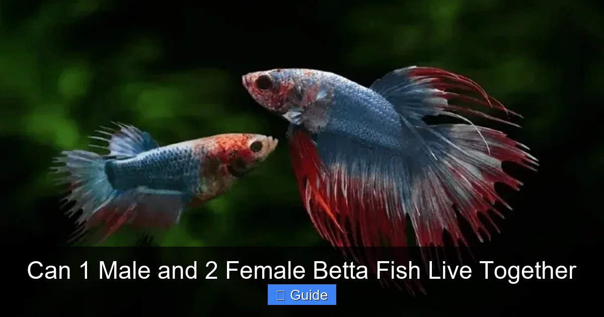 Can 1 Male and 2 Female Betta Fish Live Together