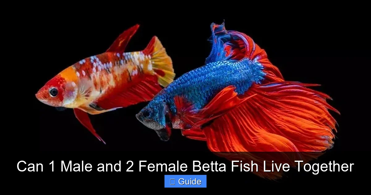 Can 1 Male and 2 Female Betta Fish Live Together