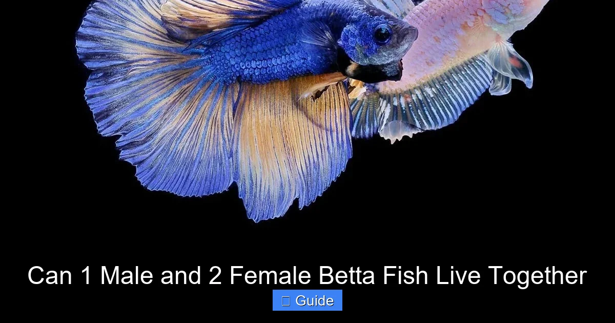 Can 1 Male and 2 Female Betta Fish Live Together