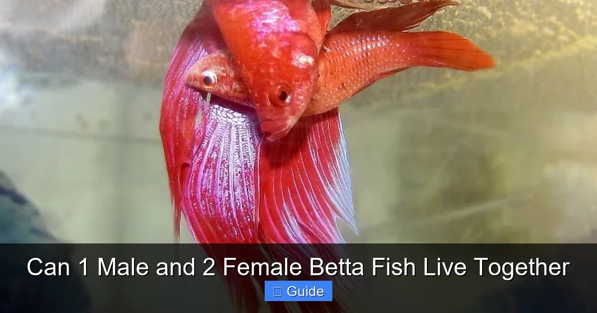 Can 1 Male and 2 Female Betta Fish Live Together