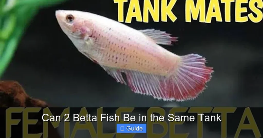 Can 2 Betta Fish Be in the Same Tank