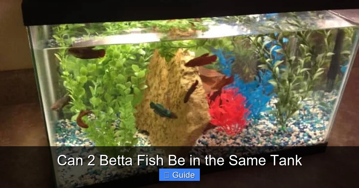 Can 2 Betta Fish Be in the Same Tank