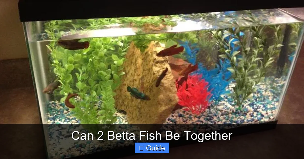 Can 2 Betta Fish Be Together