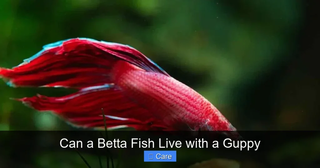 Can a Betta Fish Live with a Guppy