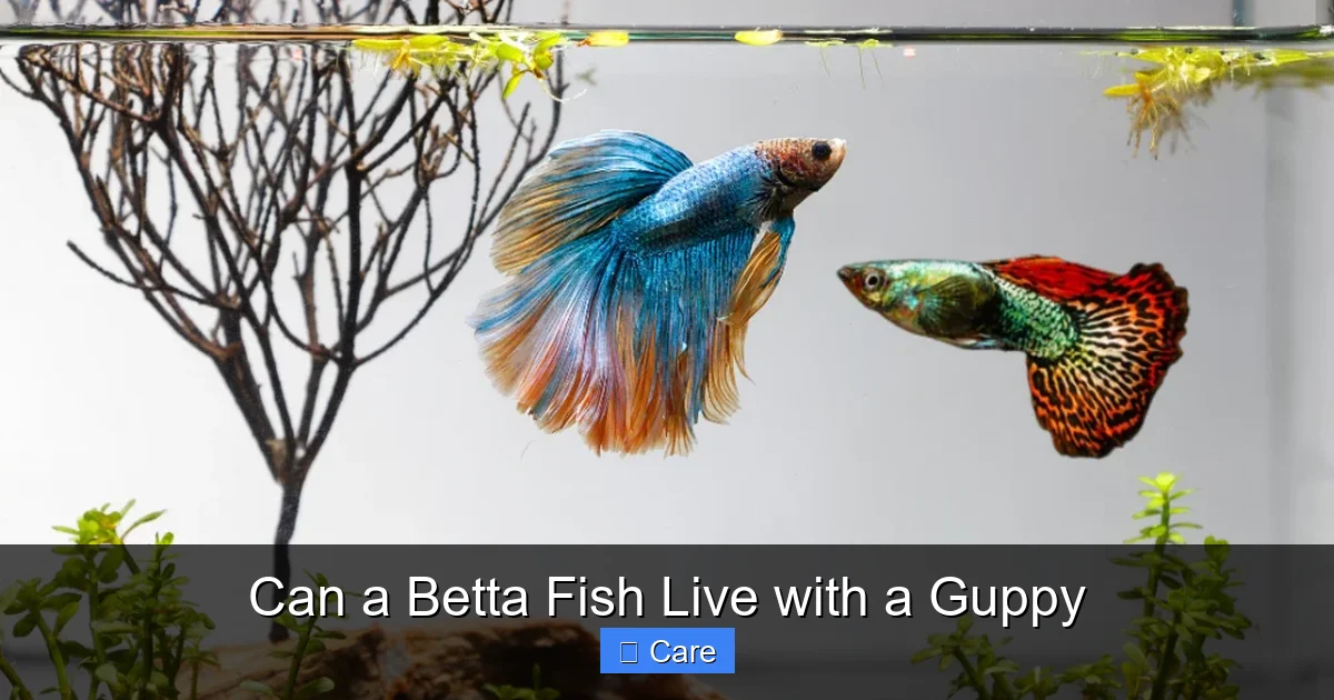 Can a Betta Fish Live with a Guppy