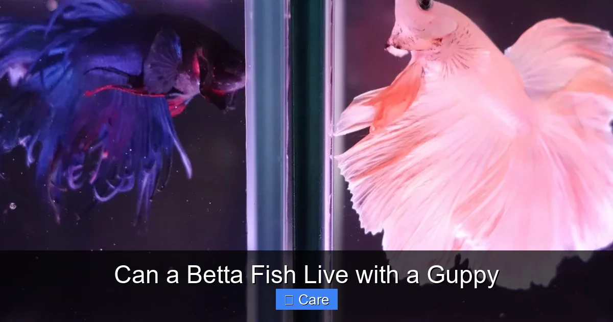 Can a Betta Fish Live with a Guppy