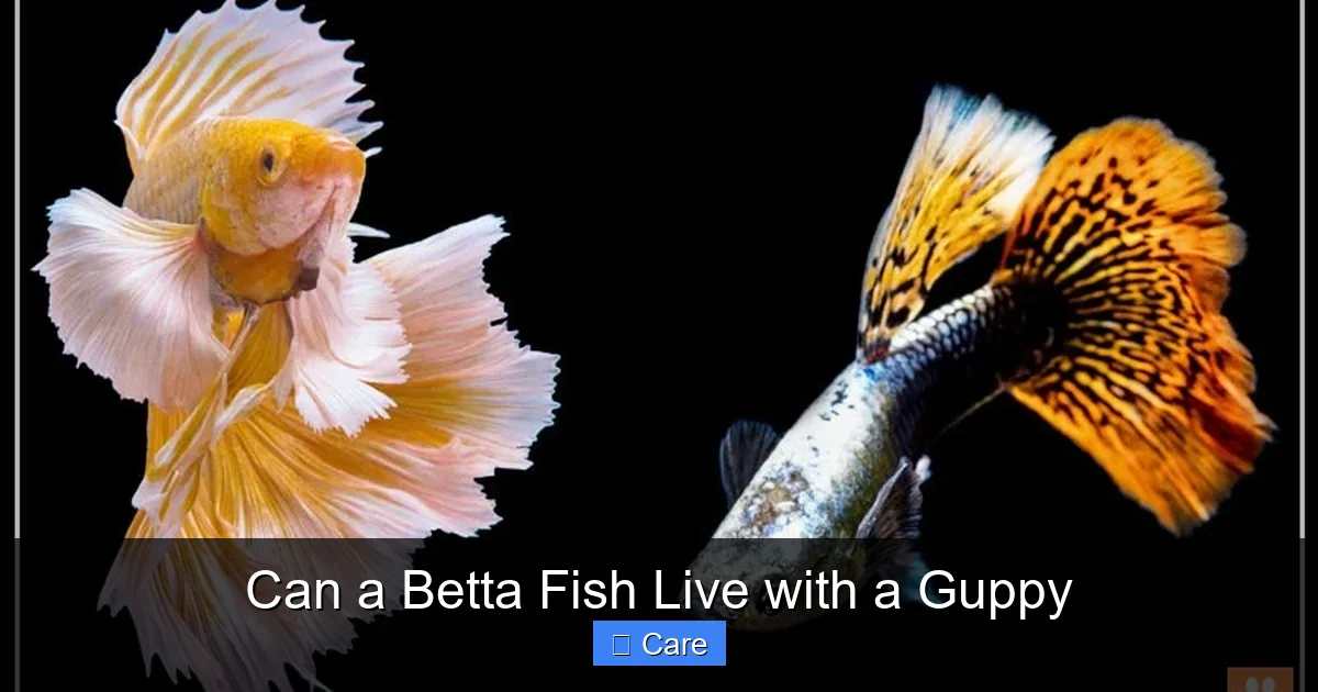 Can a Betta Fish Live with a Guppy