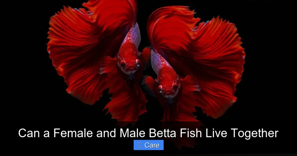 Can a Female and Male Betta Fish Live Together