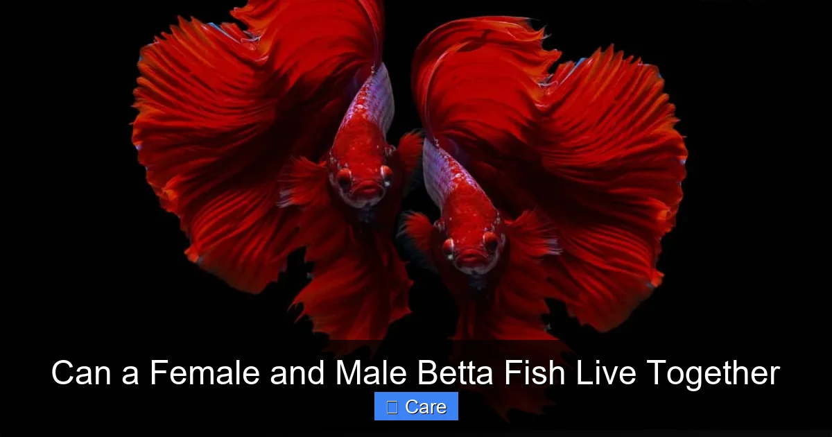 Can a Female and Male Betta Fish Live Together