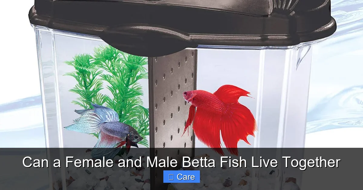 Can a Female and Male Betta Fish Live Together