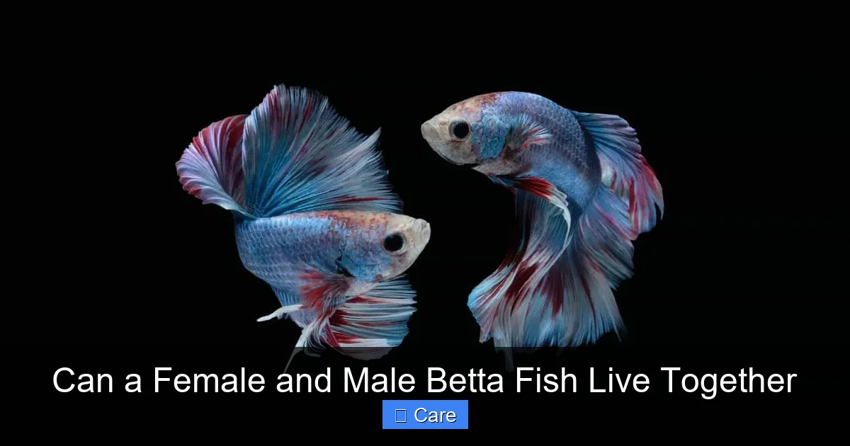Can a Female and Male Betta Fish Live Together