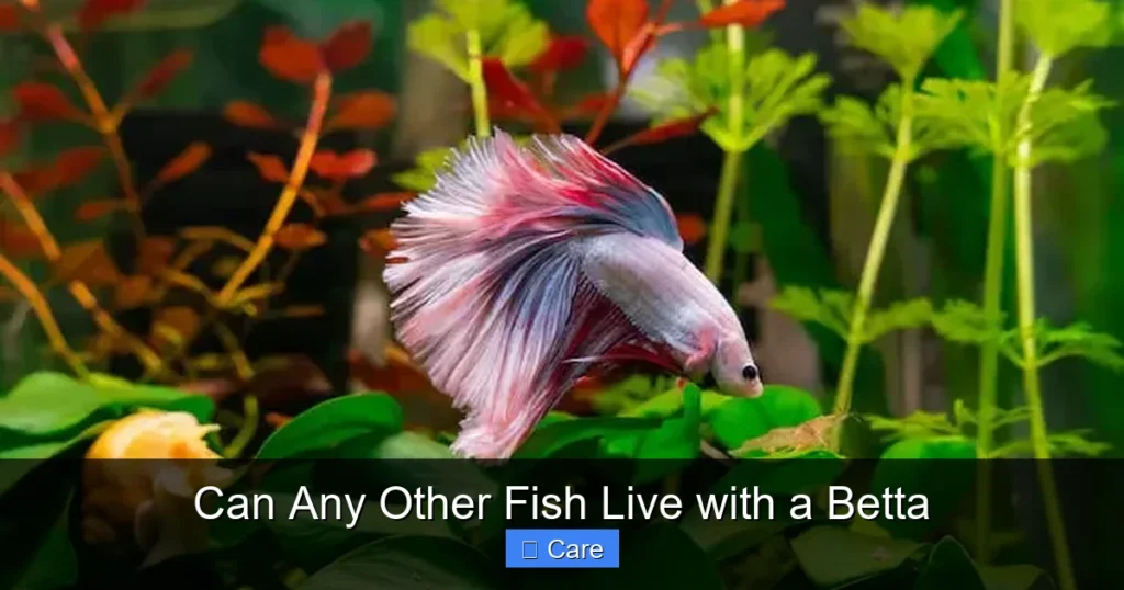 Can Any Other Fish Live with a Betta