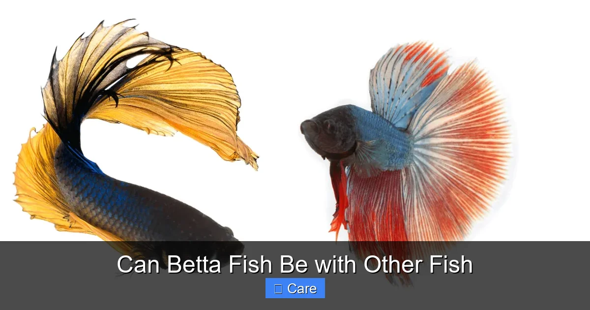 Can Betta Fish Be with Other Fish