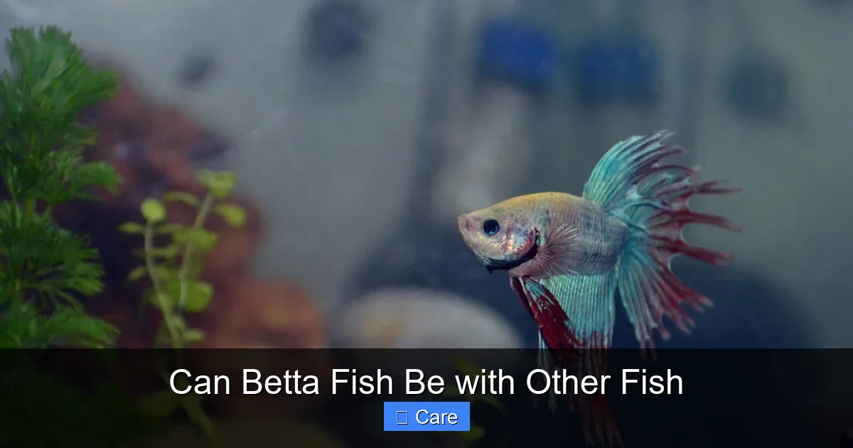 Can Betta Fish Be with Other Fish