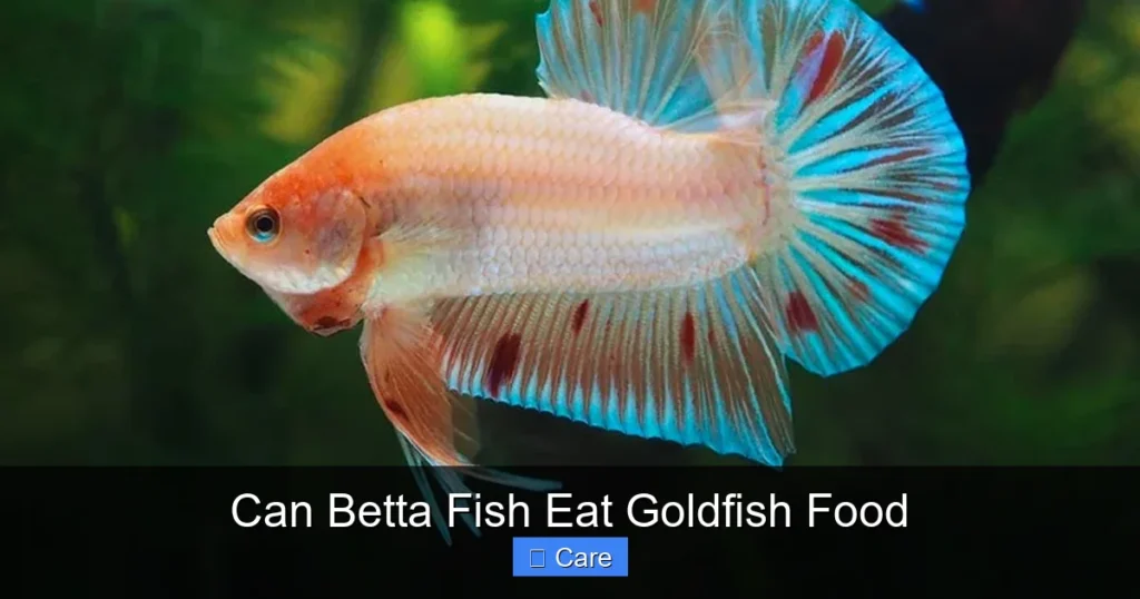 Can Betta Fish Eat Goldfish Food