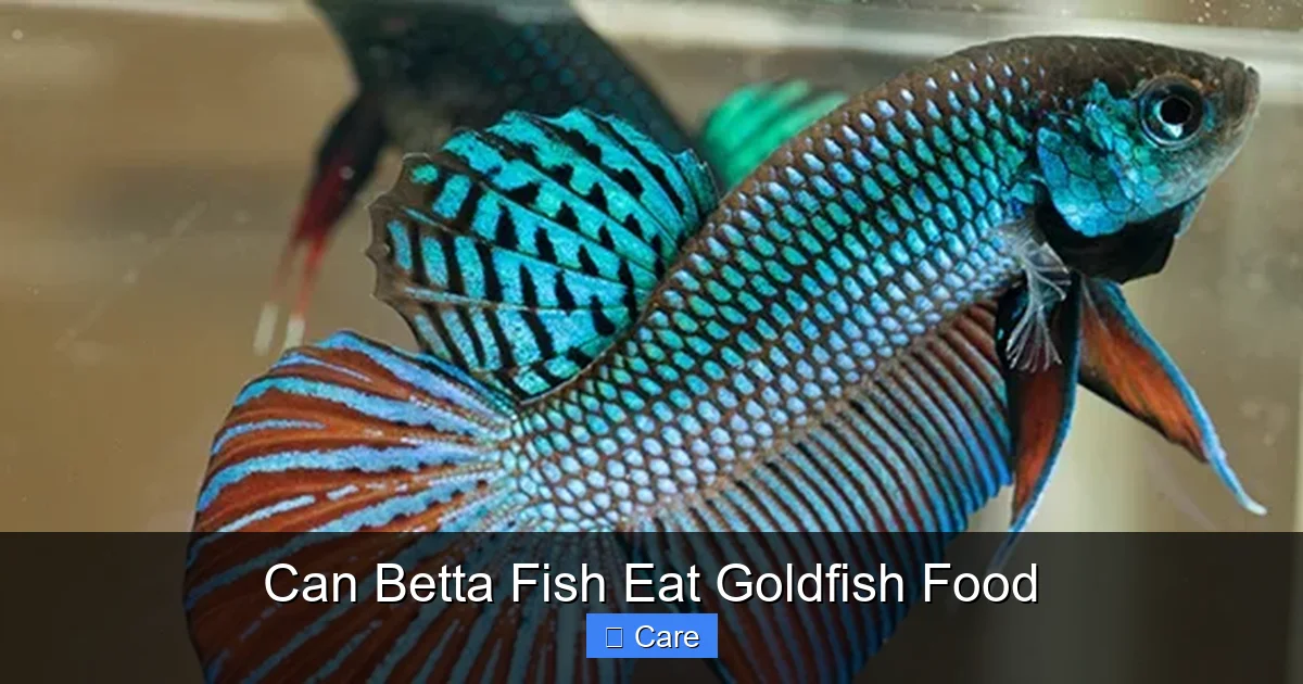 Can Betta Fish Eat Goldfish Food
