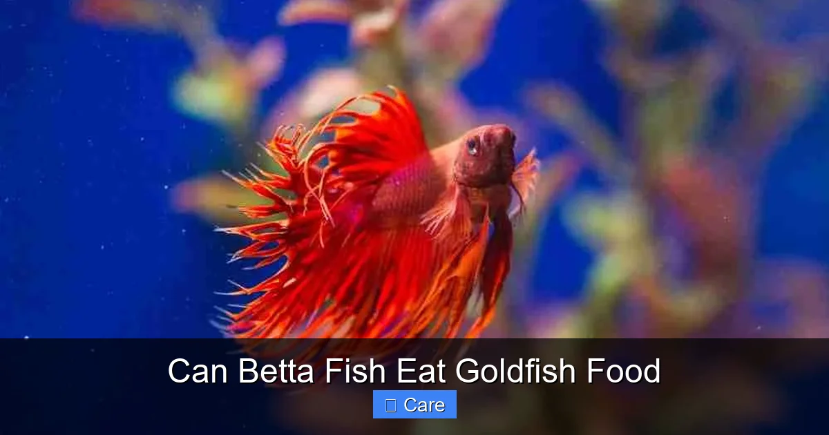 Can Betta Fish Eat Goldfish Food