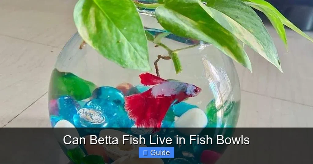 Can Betta Fish Live in Fish Bowls