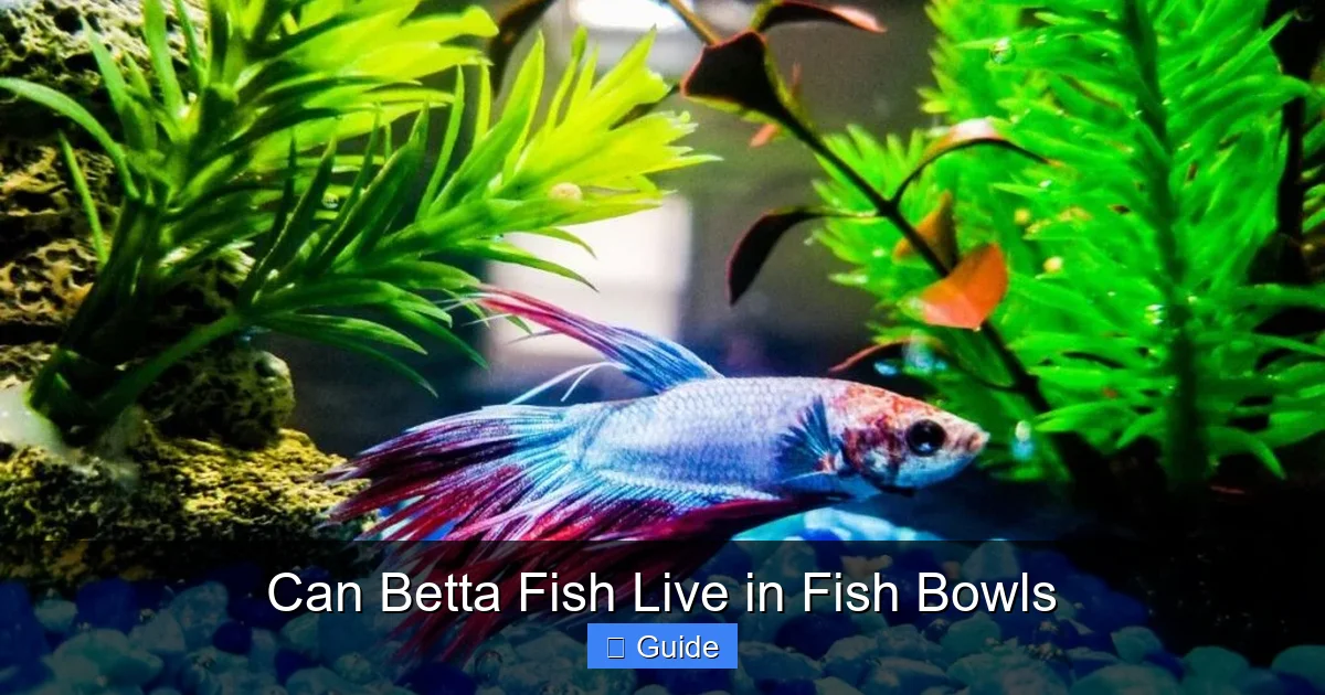 Can Betta Fish Live in Fish Bowls