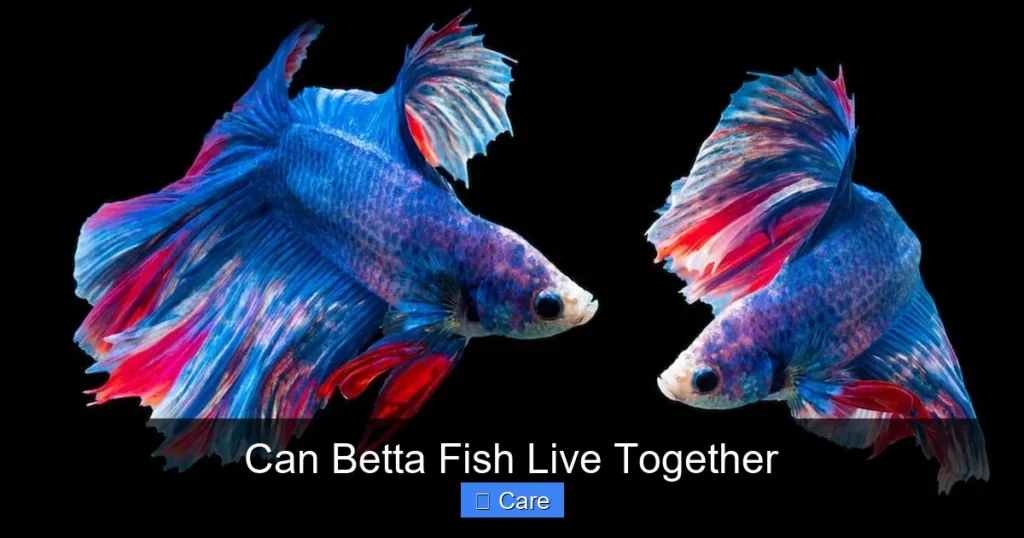 Can Betta Fish Live Together