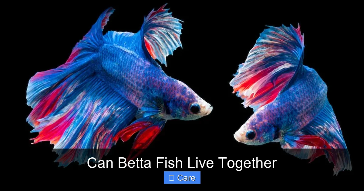Can Betta Fish Live Together