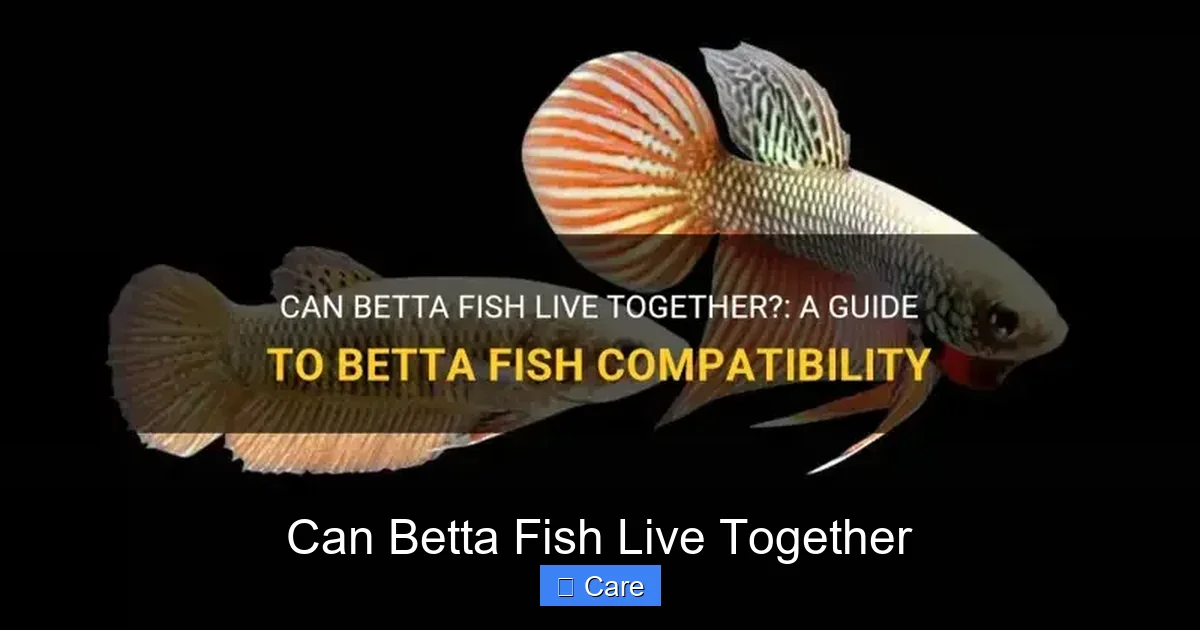 Can Betta Fish Live Together