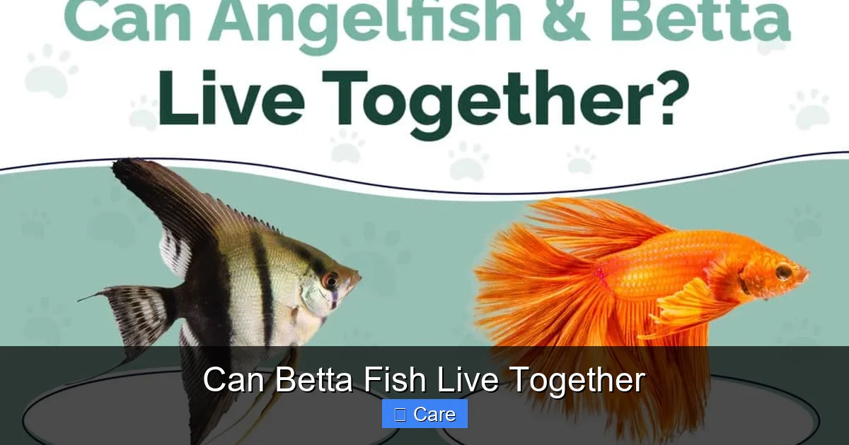 Can Betta Fish Live Together
